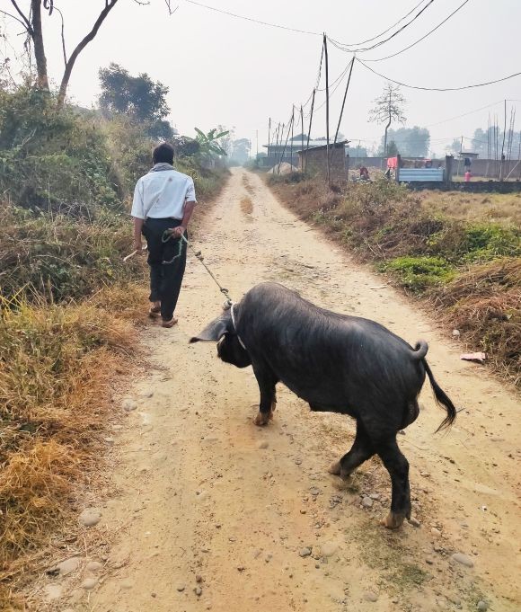 A man is seen taking a male pig in the outskirts of Dimapur. The piggery farmers in Nagaland have been requested to get their pigs (preferably the breeding stock) vaccinated against Classical Swine Fever as prevention. (Morung File Photo)